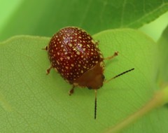 Paropsis ornata