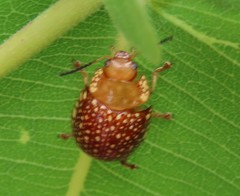 Paropsis ornata