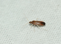Phylus coryli