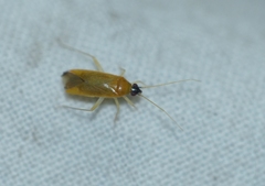 Phylus melanocephalus