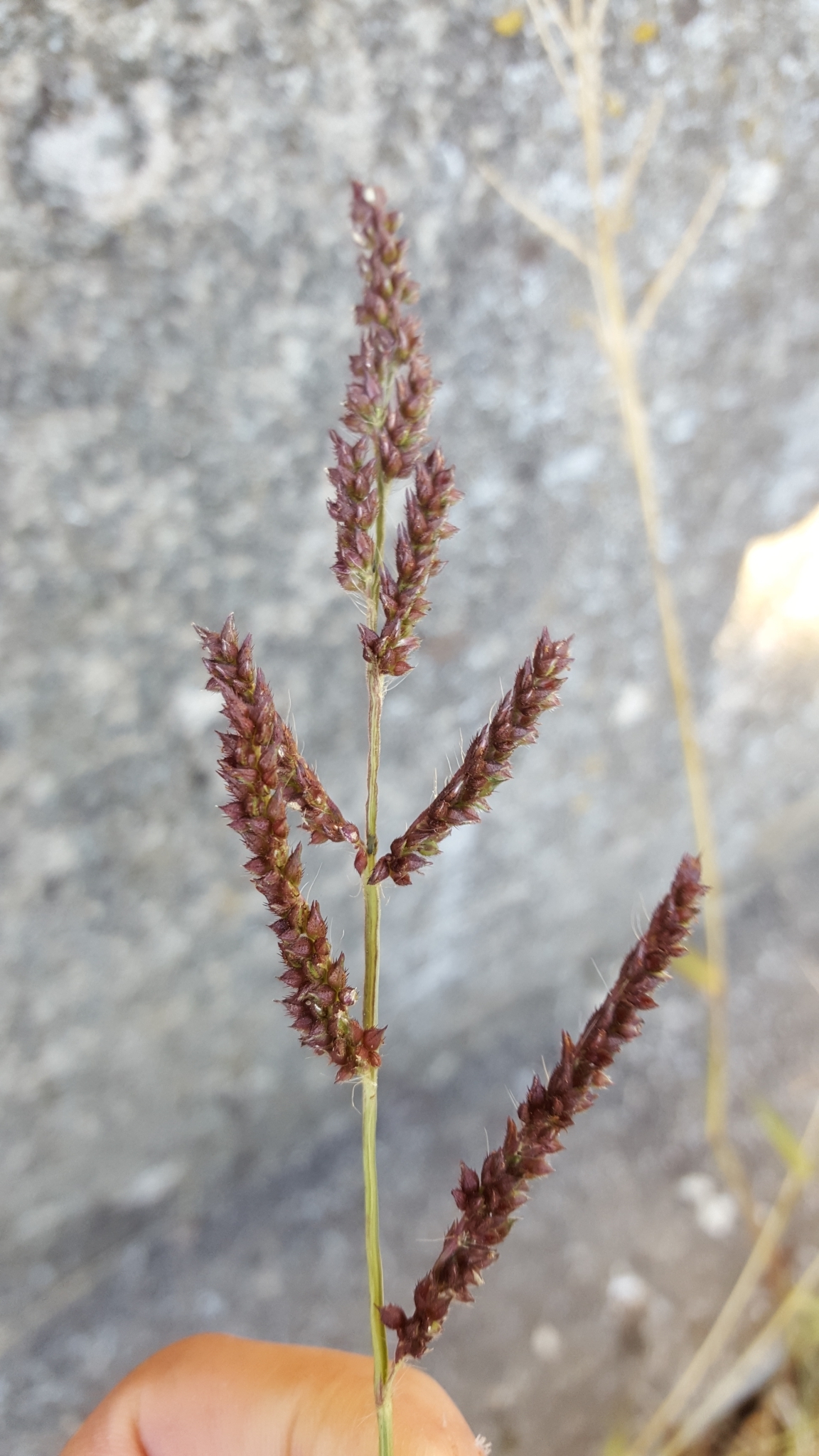 (c) François Rousseu, certains droits réservés (CC BY-NC) https://www.inaturalist.org/observations/103748856