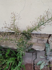 Erigeron canadensis