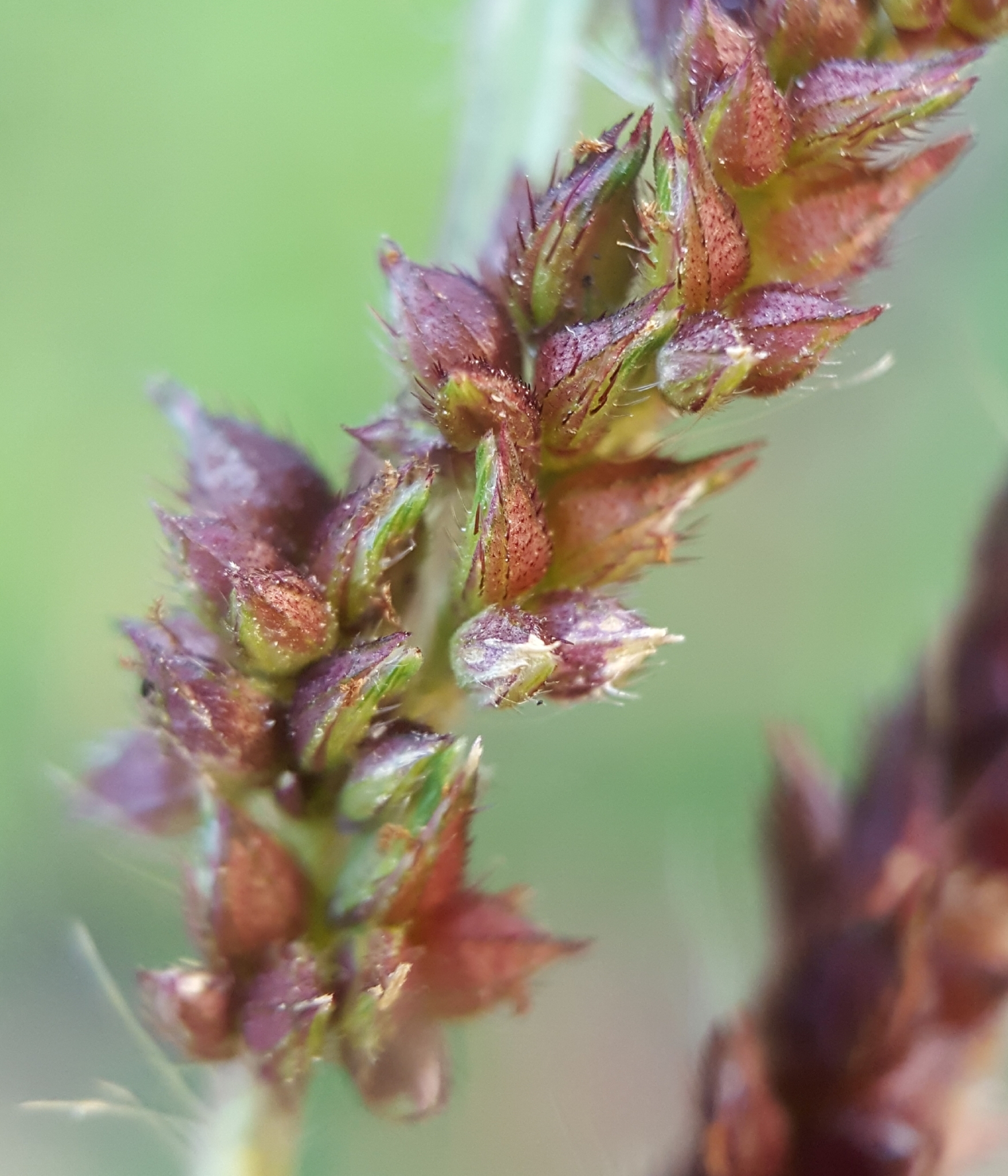 (c) François Rousseu, certains droits réservés (CC BY-NC) https://www.inaturalist.org/observations/103748856
