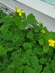 Chelidonium majus