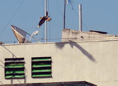 Caracara plancus