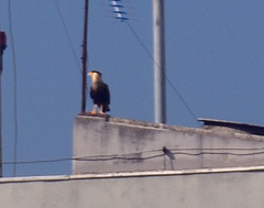 Caracara plancus