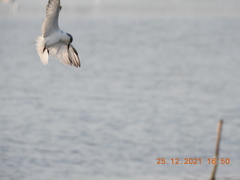 Gelochelidon nilotica