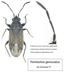 Peritrechus geniculatus