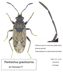 Peritrechus gracilicornis