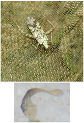 Phytocoris tiliae