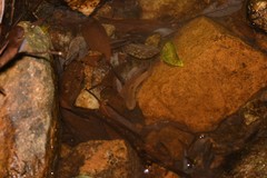 Oreonectes platycephalus