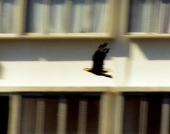Caracara plancus