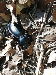Carabus germarii