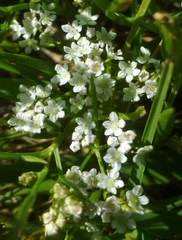 Limnosciadium pumilum