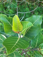 Ficus trichopoda