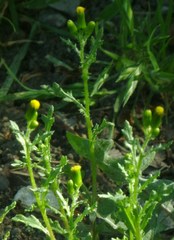 Senecio vulgaris