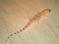 Hemidactylus turcicus