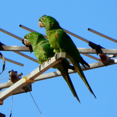 Psittacara leucophthalmus