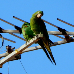 Psittacara leucophthalmus