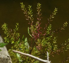 Rorippa sessiliflora
