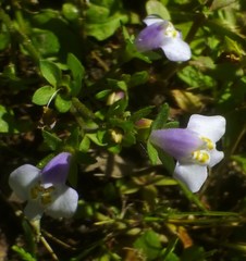 Mazus pumilus