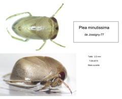 Plea minutissima