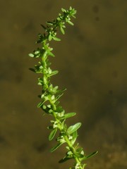 Veronica peregrina