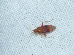 Pseudoloxops coccineus