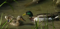Anas platyrhynchos