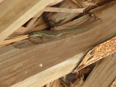 Phelsuma cepediana
