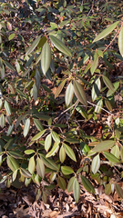 Rhododendron