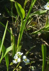Sagittaria platyphylla