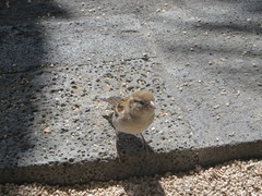 Passer domesticus