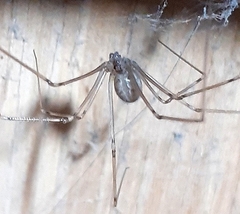 Physocyclus globosus