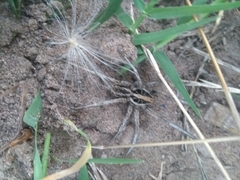 Schizocosa malitiosa