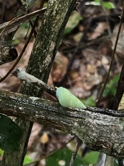 Leiostracus perlucidus