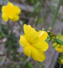 Jasminum mesnyi