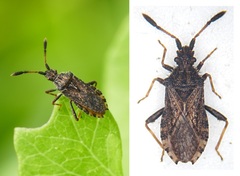 Strobilotoma typhaecornis