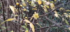 Chimonanthus praecox