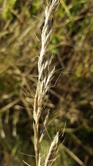 Helictochloa bromoides