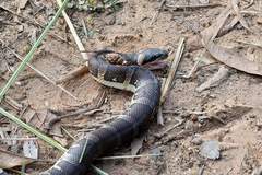 Homalopsis mereljcoxi