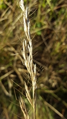Helictochloa bromoides
