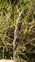 Helictochloa bromoides