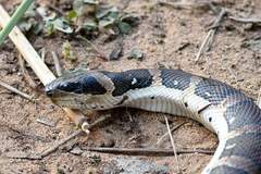 Homalopsis mereljcoxi