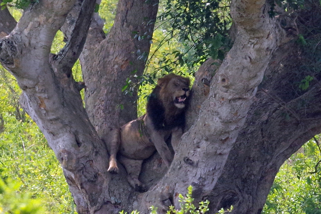 Lion In January 2019 By Patrick Haffner · Inaturalist