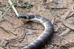 Homalopsis mereljcoxi