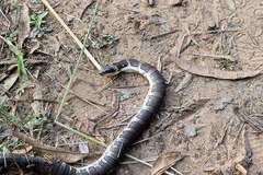 Homalopsis mereljcoxi