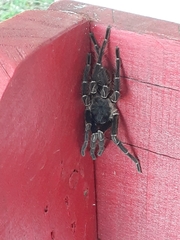 Cyrtopholis portoricae