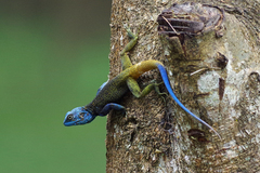 Acanthocercus ugandaensis