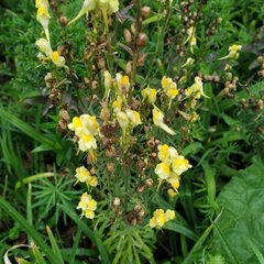 Linaria vulgaris